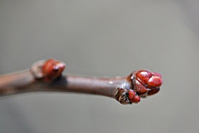 Crataegus crus-galli - hloh kuří noha -galli - zimní pupeny